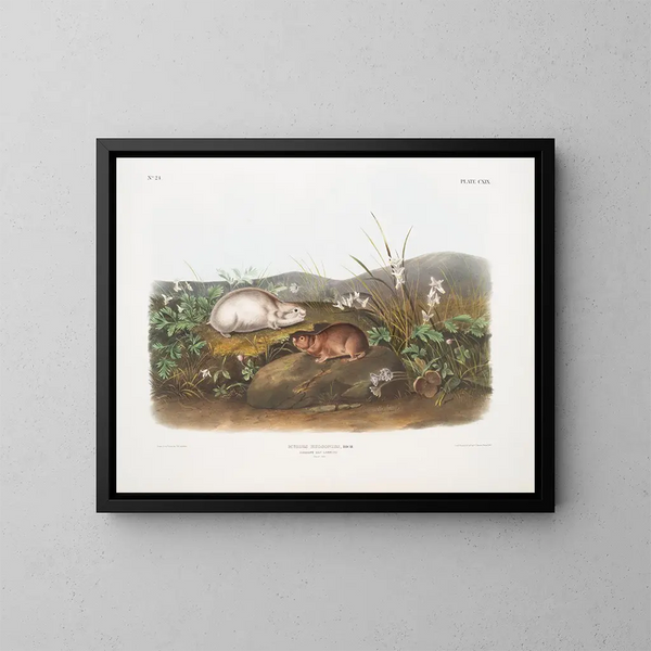 Lemming de la bahía de Hudson a tamaño natural - John Woodhouse Audubon — cuadro enmarcado en la pared