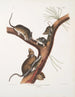 Neotoma Floridana Ratón de Florida Tamaño natural Macho hembra y jóvenes de diferentes edades - John Woodhouse Audubon — vista de la obra