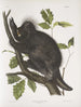 Porc-épic del Canadá Hystrix dorsata - John Woodhouse Audubon — vista de la obra