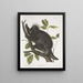 Porc-épic del Canadá Hystrix dorsata - John Woodhouse Audubon — cuadro enmarcado en la pared