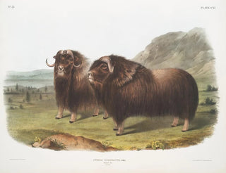 John Woodhouse Audubon - Ovibos moschatus Musk Ox Males.webp