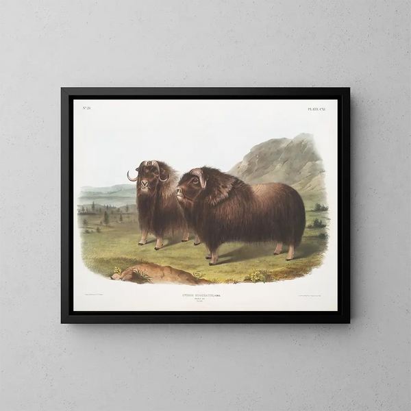 Bœufs musqués mâles - John Woodhouse Audubon — cuadro enmarcado en la pared