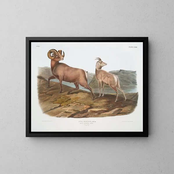 Mouton des montagnes rocheuses mâle et femelle - John Woodhouse Audubon — cuadro enmarcado en la pared