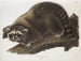 Raccoon male at life size - John Woodhouse Audubon — artwork view