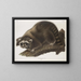 Raccoon male at life size - John Woodhouse Audubon — framed artwork on a wall