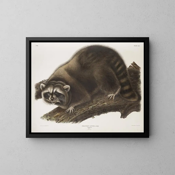 Mapache macho a tamaño natural - John Woodhouse Audubon — cuadro enmarcado en la pared