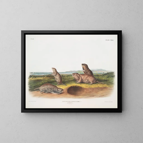 Pseudostoma borealis, el ratón de Camas, macho, hembra, joven, tamaño natural - John Woodhouse Audubon — cuadro enmarcado en la pared