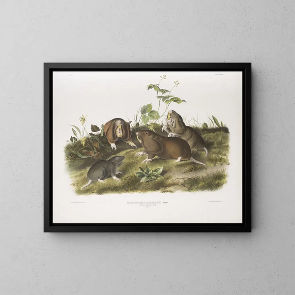 Rat a bolsa de Canadá tamaño natural - John Woodhouse Audubon — cuadro enmarcado en la pared