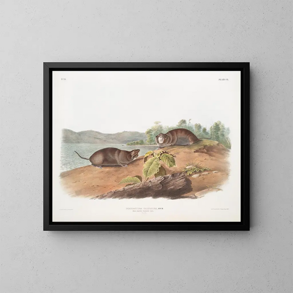 Rat de bolsillo con forma de topo, tamaño natural - John Woodhouse Audubon — cuadro enmarcado en la pared