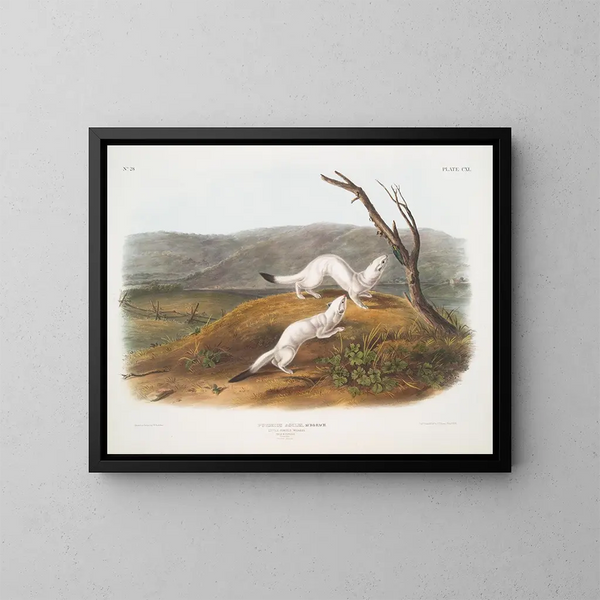 Belette ágil macho y hembra tamaño natural pelaje de invierno - John Woodhouse Audubon — cuadro enmarcado en la pared