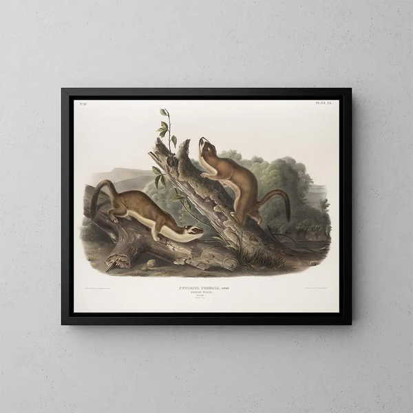 Fouine a collerette, machos, tamaño natural - John Woodhouse Audubon — cuadro enmarcado en la pared