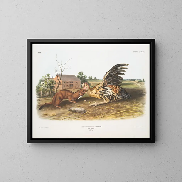 Fouine fauve macho tamaño natural - John Woodhouse Audubon — cuadro enmarcado en la pared