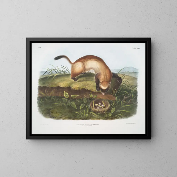 Furet negro con patas negras tamaño natural - John Woodhouse Audubon — cuadro enmarcado en la pared