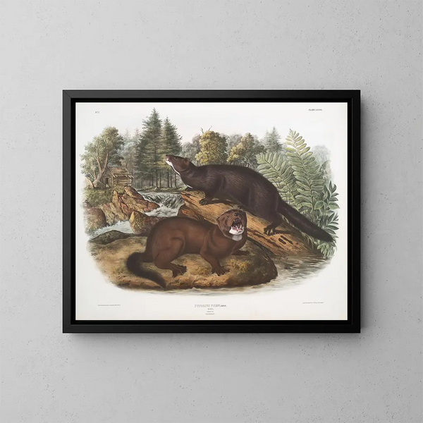 Morse vison tamaño natural macho y hembra - John Woodhouse Audubon — cuadro enmarcado en la pared