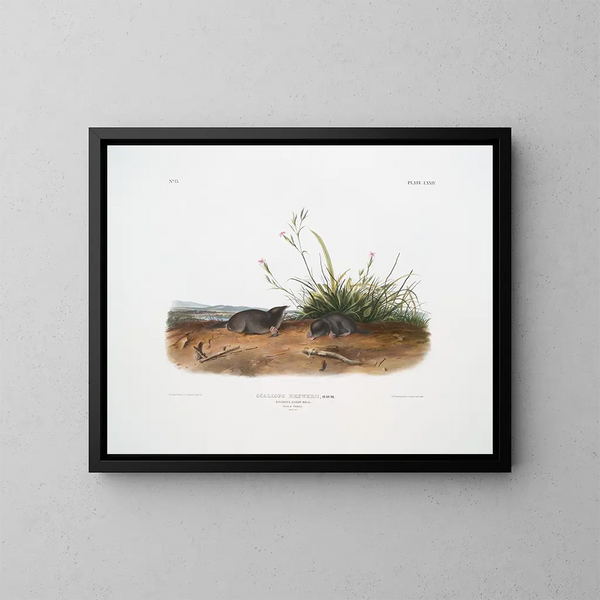 Mole shrew de Brewer a tamaño natural - John Woodhouse Audubon — cuadro enmarcado en la pared