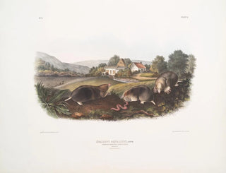 John Woodhouse Audubon - Scallops aquaticus Common American Shrew Mole Natural size Male  Female.webp