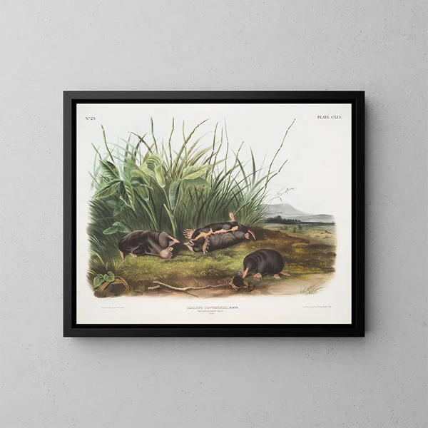 Sorex townsendii, tamaño natural - John Woodhouse Audubon — cuadro enmarcado en la pared