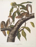 de Sciurus carolinensis, ardilla gris de Carolina, tamaño natural, macho y hembra - John Woodhouse Audubon — vista de la obra