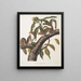 de Sciurus carolinensis, ardilla gris de Carolina, tamaño natural, macho y hembra - John Woodhouse Audubon — cuadro enmarcado en la pared