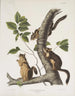 Sciurus douglasii Ardilla de Douglas Tamaño natural 1 Macho 2 Hembras - John Woodhouse Audubon — vista de la obra