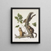 Sciurus douglasii Ardilla de Douglas Tamaño natural 1 Macho 2 Hembras - John Woodhouse Audubon — cuadro enmarcado en la pared