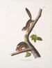 de Sciurus richardsonii, ardilla colombiana de Richardson, tamaño natural, macho y hembra - John Woodhouse Audubon — vista de la obra