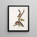 de Sciurus richardsonii, ardilla colombiana de Richardson, tamaño natural, macho y hembra - John Woodhouse Audubon — cuadro enmarcado en la pared