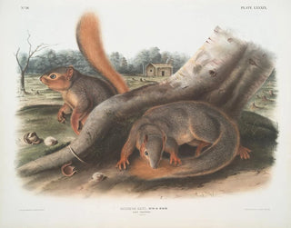 John Woodhouse Audubon - Sciurus Sayi Says Squirrel Natural size.webp