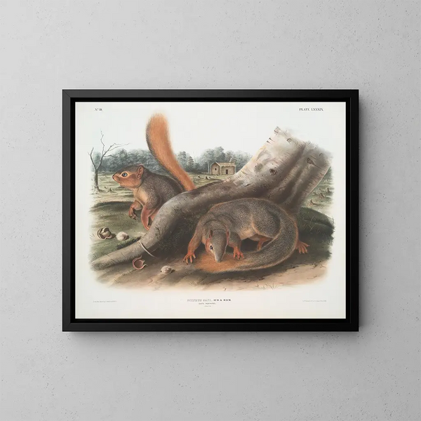 Ardilla a tamaño natural - John Woodhouse Audubon — cuadro enmarcado en la pared