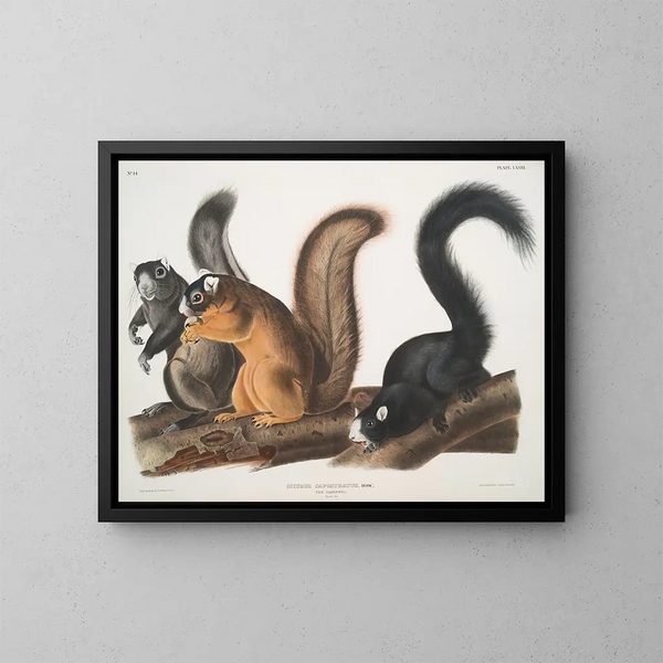 Ardilla de Fox a tamaño natural - John Woodhouse Audubon — cuadro enmarcado en la pared