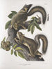 Sciurus leporinus Ardilla liebre Tamaño natural - John Woodhouse Audubon — vista de la obra