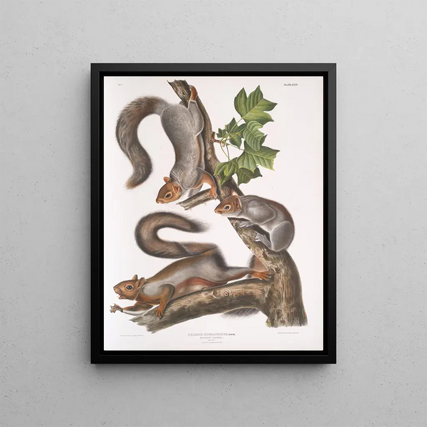 John Woodhouse Audubon - Sciurus migratorius Migratory Squirrel Natural size 1 Old Male 2 Female 3 Young.webp