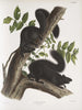 Sciurus niger Ardilla negra Tamaño natural 1 Macho 2 Hembras - John Woodhouse Audubon — vista de la obra