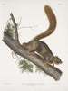 Sciurus rubricaudatus Ardilla de cola roja Tamaño natural Macho - John Woodhouse Audubon — vista de la obra