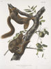 Sciurus subauratus, ardilla de vientre naranja, macho y hembra, tamaño natural - John Woodhouse Audubon — vista de la obra
