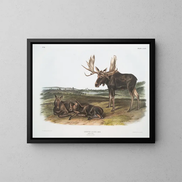 Serviteur des élans - John Woodhouse Audubon — cuadro enmarcado en la pared