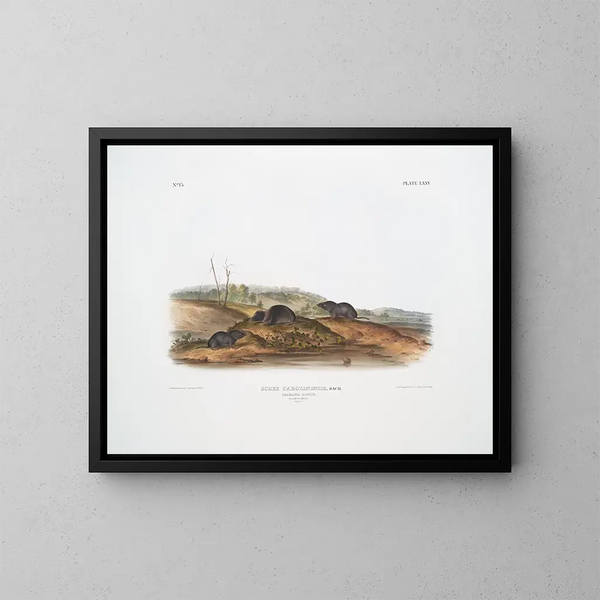 Sorex carolinensis, musaraña de Carolina, machos y hembras, tamaño natural - John Woodhouse Audubon — cuadro enmarcado en la pared