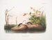 Sorex palustris, musaraigne des marais americana, tamaño natural - John Woodhouse Audubon — vista de la obra