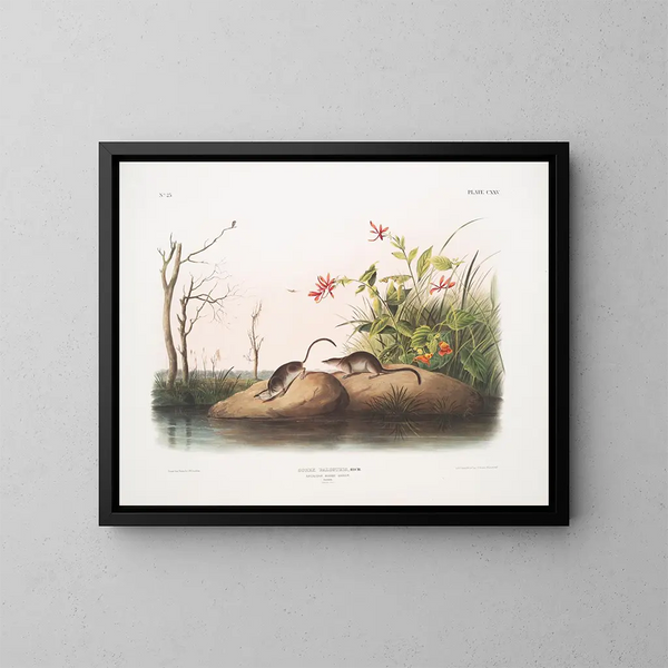Sorex palustris, musaraigne des marais americana, tamaño natural - John Woodhouse Audubon — cuadro enmarcado en la pared
