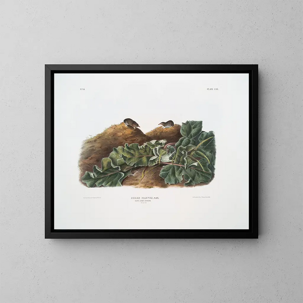 Sorex parvus, la musaraigne del Este, tamaño natural - John Woodhouse Audubon — cuadro enmarcado en la pared