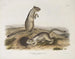 Spermophile de Douglas a tamaño natural - John Woodhouse Audubon — vista de la obra