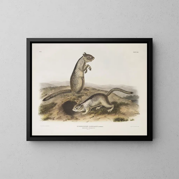 Spermophile de Douglas a tamaño natural - John Woodhouse Audubon — cuadro enmarcado en la pared