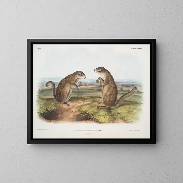 Marmota de Franklin macho y hembra a tamaño natural - John Woodhouse Audubon — cuadro enmarcado en la pared