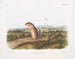 Spermophile mexicano, ardilla marmota macho, tamaño natural - John Woodhouse Audubon — vista de la obra
