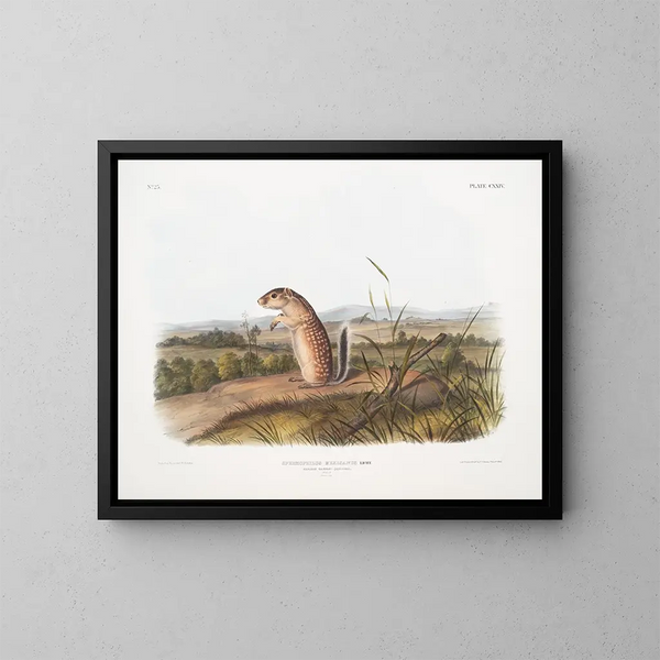 Spermophile mexicano, ardilla marmota macho, tamaño natural - John Woodhouse Audubon — cuadro enmarcado en la pared