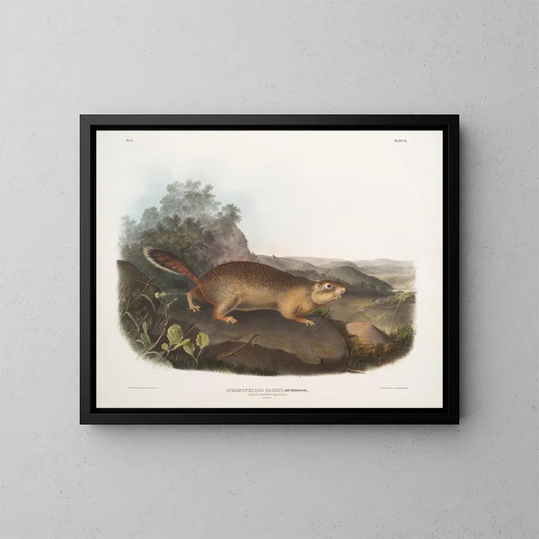 Spermophile de Parry tamaño natural - John Woodhouse Audubon — cuadro enmarcado en la pared