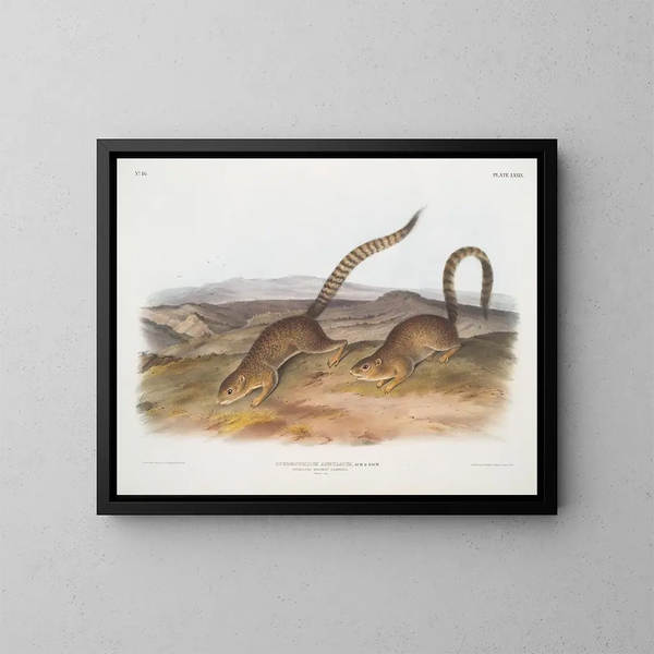 Spermophile annelé tamaño natural - John Woodhouse Audubon — cuadro enmarcado en la pared