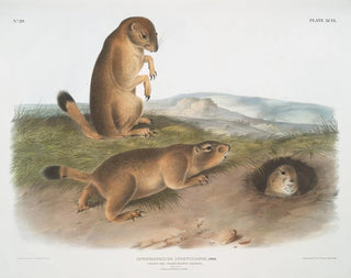 John Woodhouse Audubon - Spermophilus ludovicianus Prairie DogPrairie Marmot Squirrel Natural Size 1 Male 2 Female 3 Young.webp