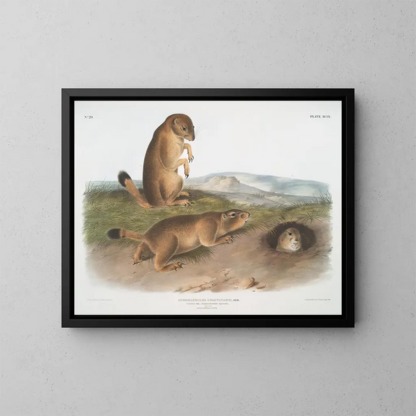 Spermophile de Ludovic - John Woodhouse Audubon — cuadro enmarcado en la pared