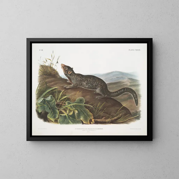 Spermophile a gran cola macho tamaño natural - John Woodhouse Audubon — cuadro enmarcado en la pared